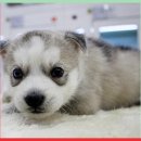 컴투펫 위탁보호센터 서울점 이미지