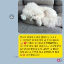 할리우독 이미지