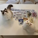 어 페일 블루닷 이미지