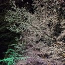 밤 벚꽃 이미지