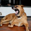 수정동물병원 이미지