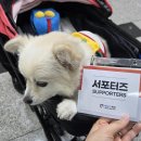 도그파우 | 2026 대구펫페어 다녀온 후기 (+사전등록 이벤트 당첨 기프트팩, 서포터즈 기프트팩 후기)