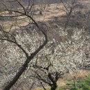 들에핀 매화 이미지