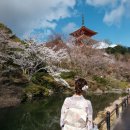 7211 | 오사카 교토 2박3일 패키지 벚꽃 여행 코스 후기