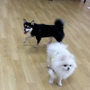 어썸 강아지 호텔 & 목욕 이미지