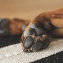 네일하는 강아지 이미지