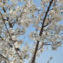 83 | 대구 이월드 83타워 벚꽃 실시간 후기🌸 (3/29 방문)