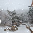 강릉송이 이미지