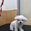 솜솜 애견미용 이미지