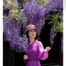 위스테리아