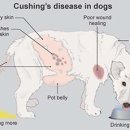 해옴동물병원 이미지