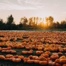 미로농장 이미지