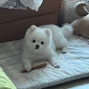 도그라움 이미지