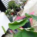 아델리아모텔 이미지