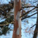 나무와 결혼식 하는 남자 이미지