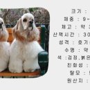 해피컨넬 네이버블로그