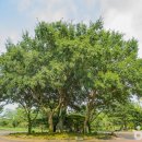 제주의 제주마 이미지