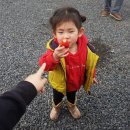 사남매딸기
