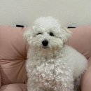 뽀송뽀송강아지미용실 이미지