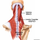 거북목·측만증·목통증? 능형근 Trigger Point가 중요한 이유! 이미지