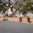 빅트리(Bigtree) 이미지