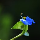 닭의장풀 (접사) / Promise to Your Heart 이미지