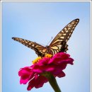 나비야 이미지