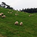 안반데기 목장 이미지