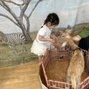 ♥️🔠영어 스페셜 데이 &amp; 펫 체험＜유산양아 반가워👋＞♥️ 이미지