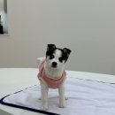 더에스동물병원 이미지