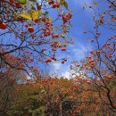 (주)양지약품 이미지