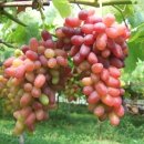 영광포도원 이미지