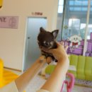 부산강아지분양 테디럽 명지본점 이미지