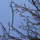 살구나무 Prunus armeniaca var. ansu Maxim. 변종 이미지