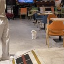 자랑하개 | [김포] 내돈내산 서울 근교 애견운동장 애견카페 &#39;자랑하개&#39;