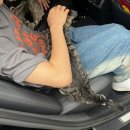 화정양화 이미지