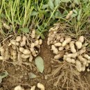 땅콩축산 이미지