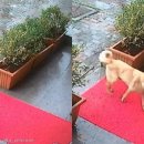 고동물병원 이미지