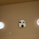 코지독하우스 이미지