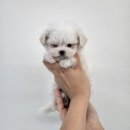 여주-0600 이미지