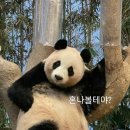 바오 이미지