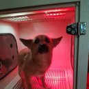 밸런스독 애견펜션 이미지