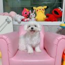 몽띠끄펫 | 군포 애견미용실에서 말티즈 가위컷 @몽띠끄펫