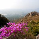 진달래화원 이미지