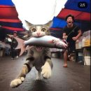 그린생선 이미지