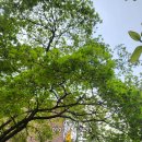 영등포좋은나무 이미지