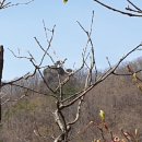 (25,03,30) 전남 구례 하천산산행. 이미지