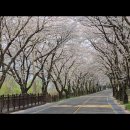 자양벚꽃100리길 | [실시간] 벚꽃비 쏟아지는 섬진강! 구례~하동 십리벚꽃길 드라이브 코스 구간별 완벽정리 및 꿀팁 🌸