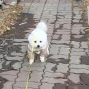 우분트 | [우분트] 하네스, 리드줄 퍼플 후기