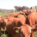 후계자축산 이미지